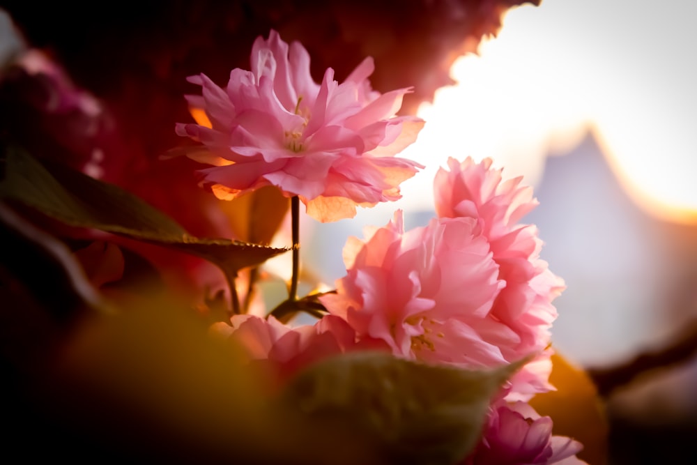 a close up of pink flowers in a vase