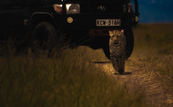 A leopard is walking confidently along a dirt path in a grassy area, in front of a black vehicle with headlights and a visible license plate. The scene is set in dim lighting, creating a dramatic and intense atmosphere.