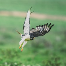 An animated Talon mid-leap, highlighting his swift and deadly gameplay style.