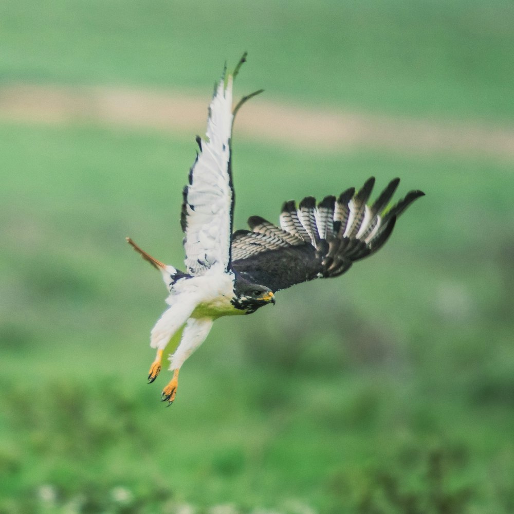 a white and black bird flying over a lush green field