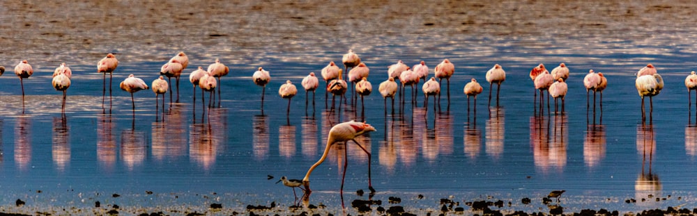 a flock of flamingos standing on top of a body of water