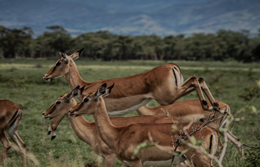 a herd of deer standing on top of a lush green field