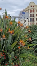 A lush garden with many bird of paradise flowers in vibrant orange and blue hues, surrounded by green foliage. In the background, there's a tall, historic building with an elegant façade and a road sign indicating directions to 'Centre ville', 'Le Port', and 'Vieux Nice', emphasizing the urban setting.