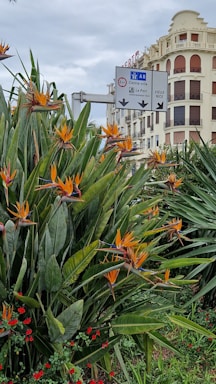 A lush garden with many bird of paradise flowers in vibrant orange and blue hues, surrounded by green foliage. In the background, there's a tall, historic building with an elegant façade and a road sign indicating directions to 'Centre ville', 'Le Port', and 'Vieux Nice', emphasizing the urban setting.