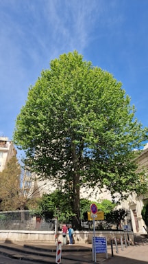 A friendly tree service expert speaking on the phone with a customer beside a large oak tree.