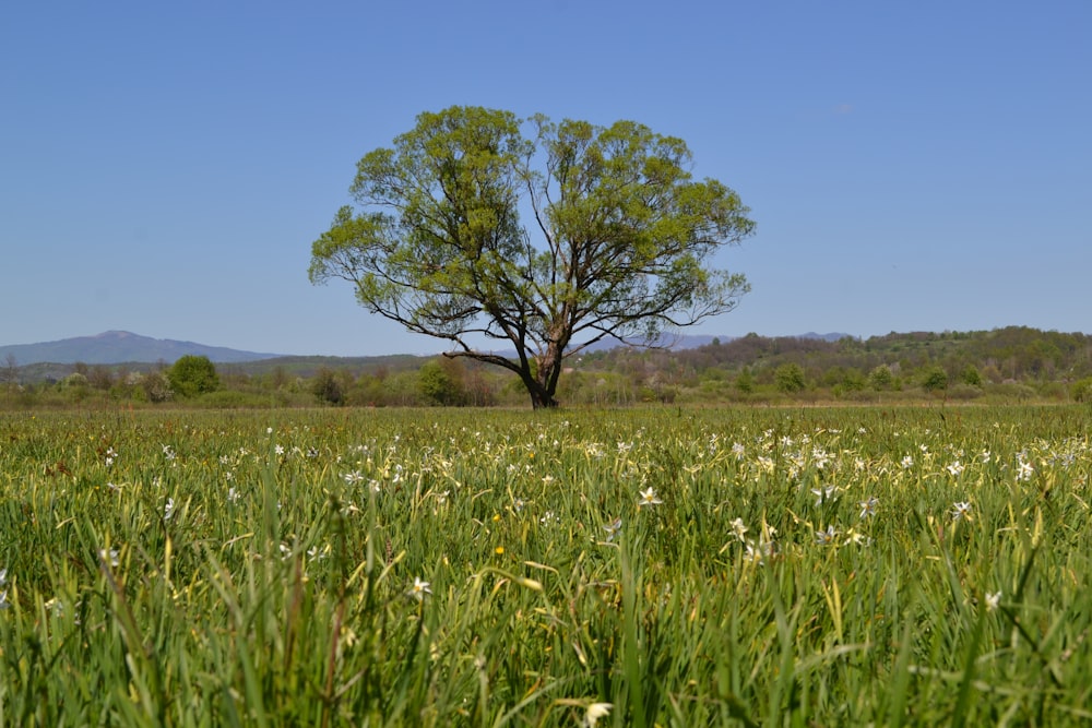 a lone tree in a grassy field with mountains in the background