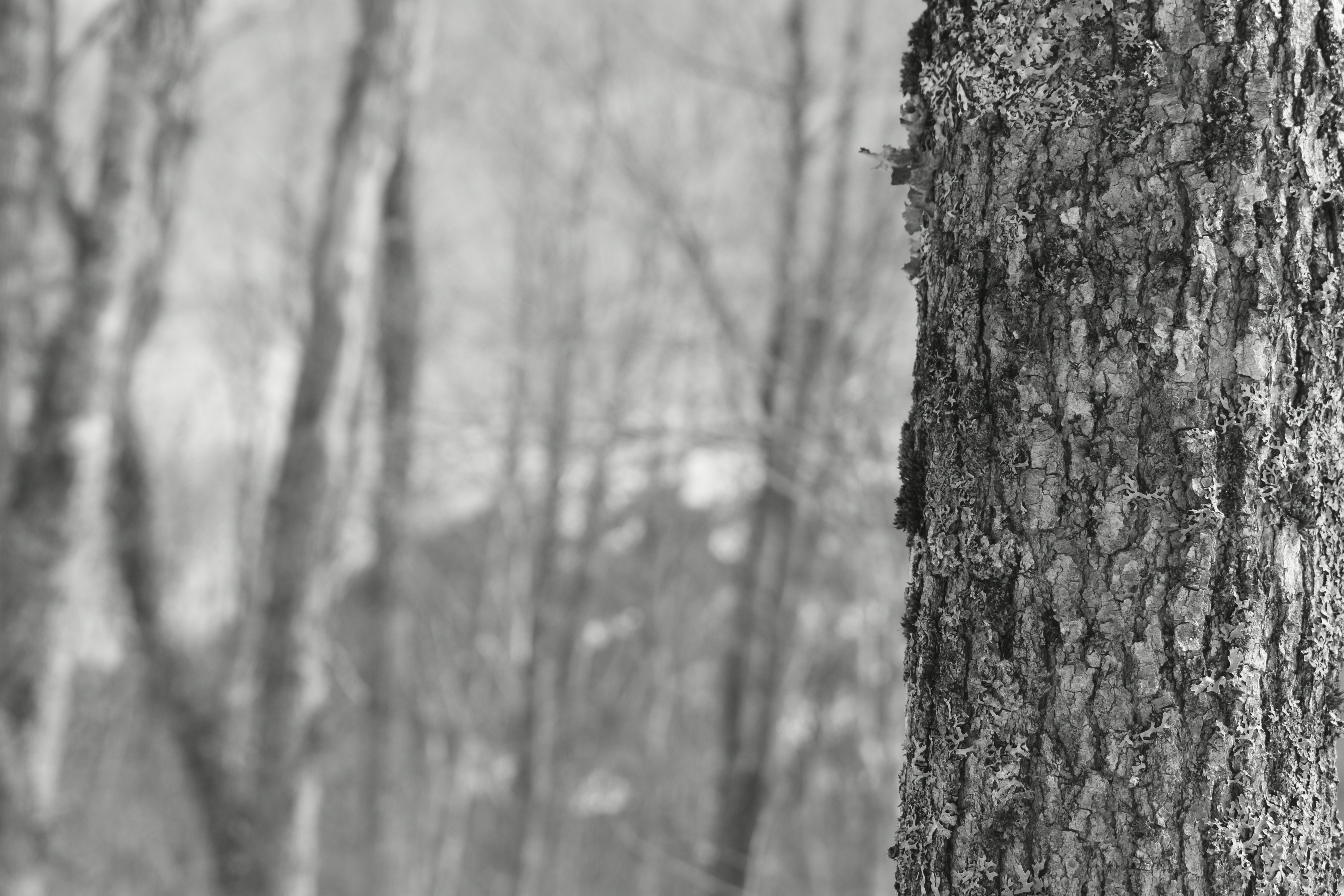 Photo by contracrostipunctus