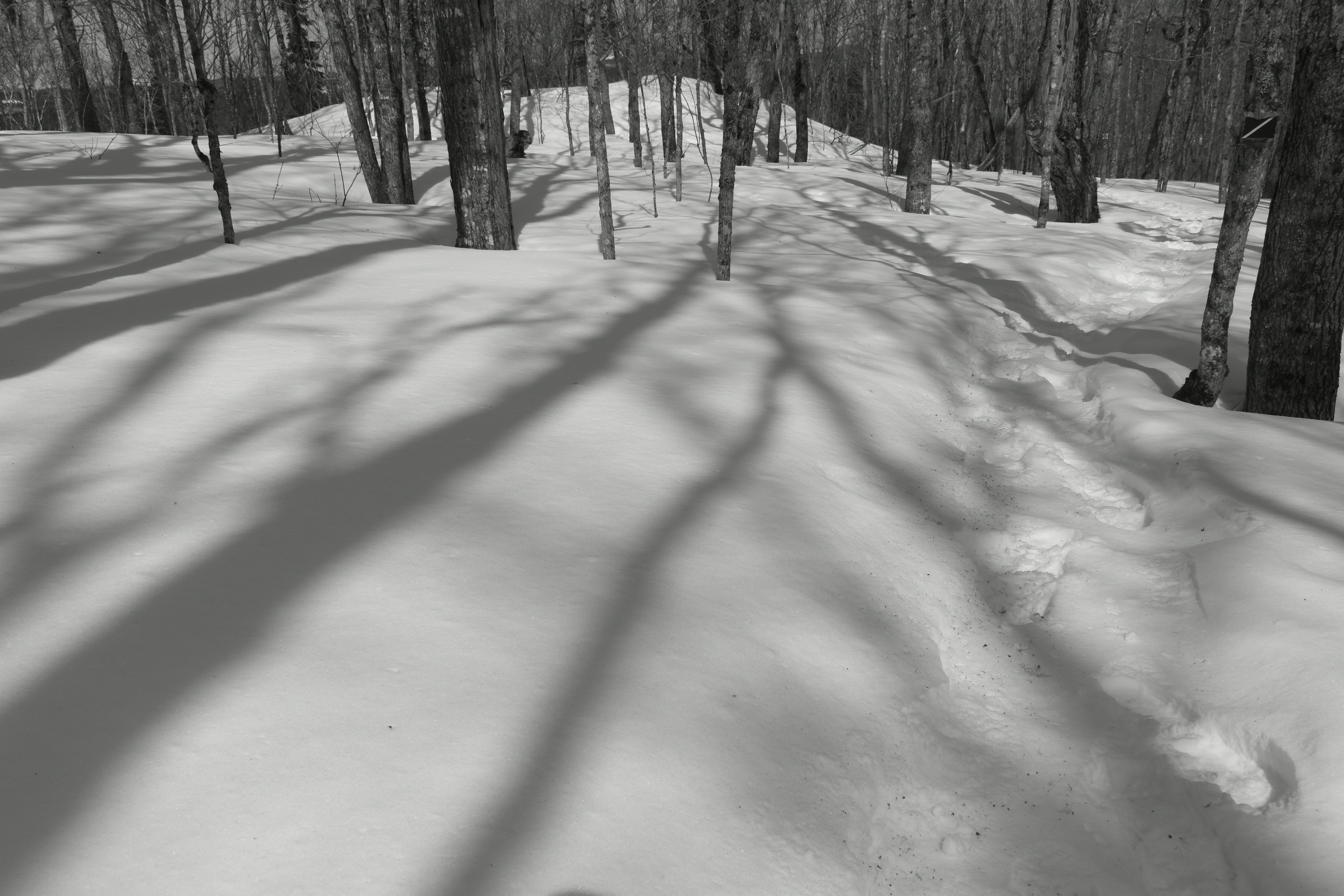 Photo by contracrostipunctus