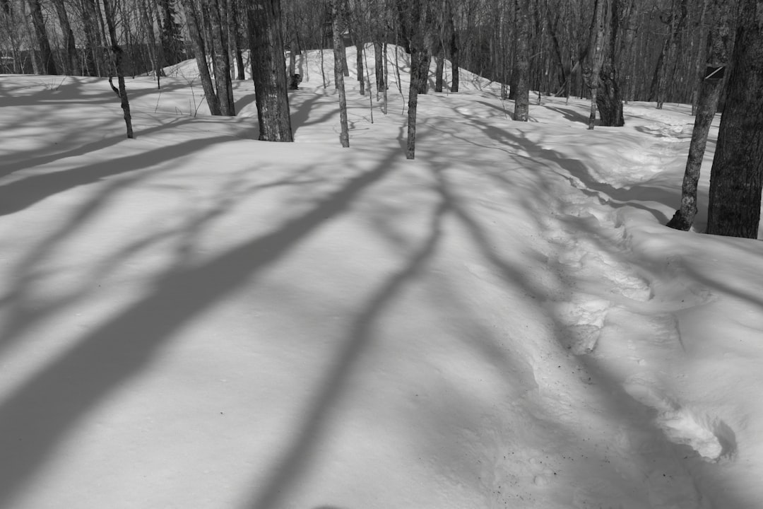 a black and white photo of a snow covered forest,