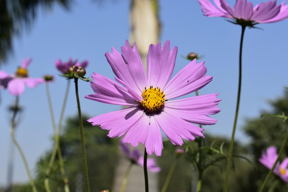 a purple flower with a yellow center surrounded by other purple flowers