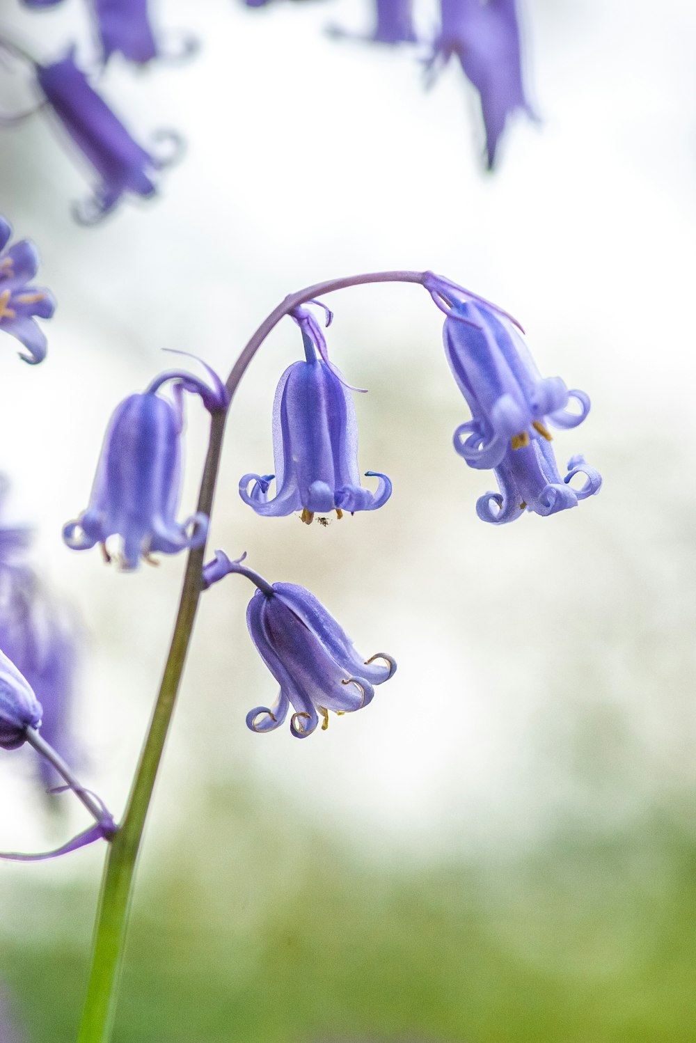 a close up of a purple flower with a blurry background