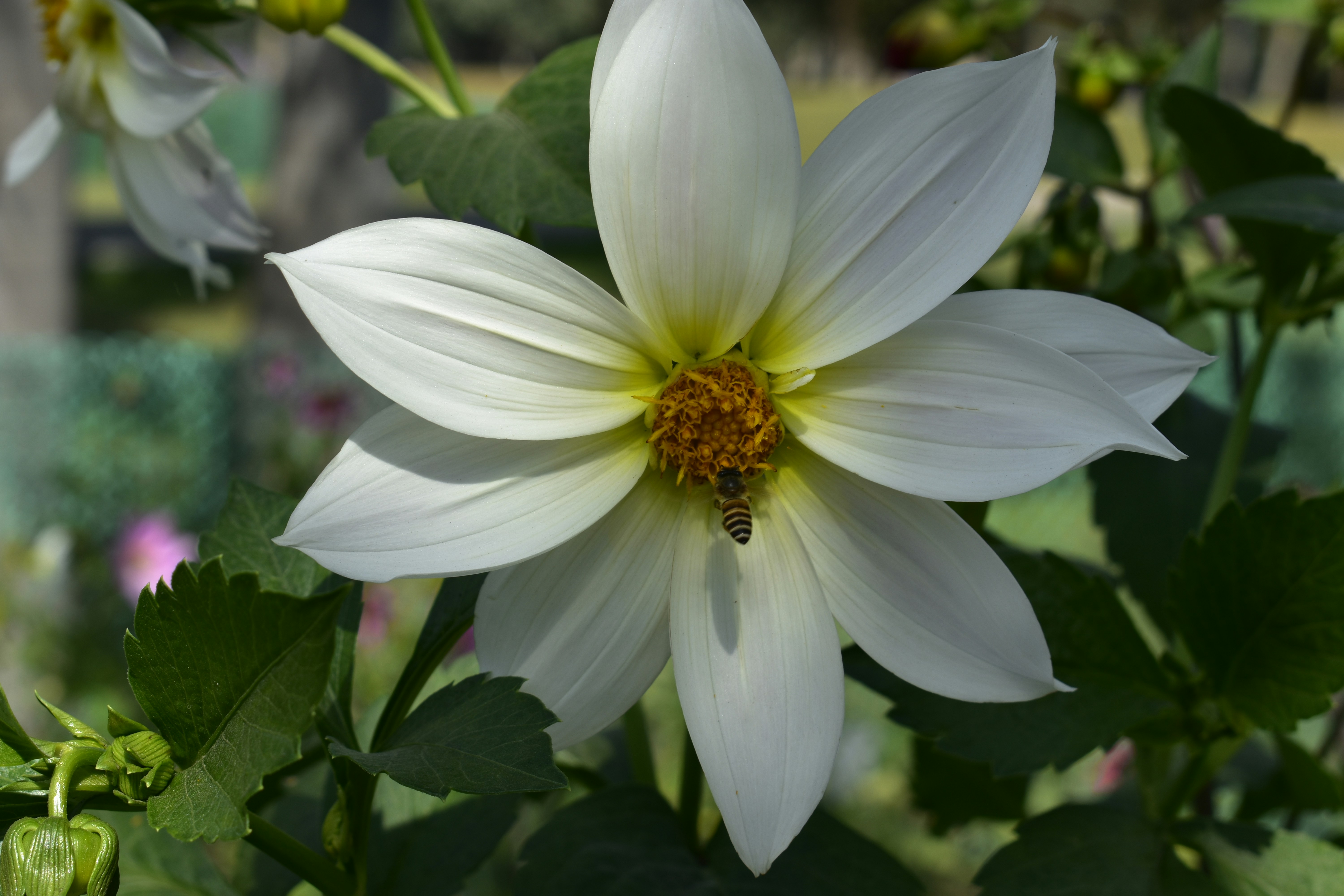 Photo by contracrostipunctus