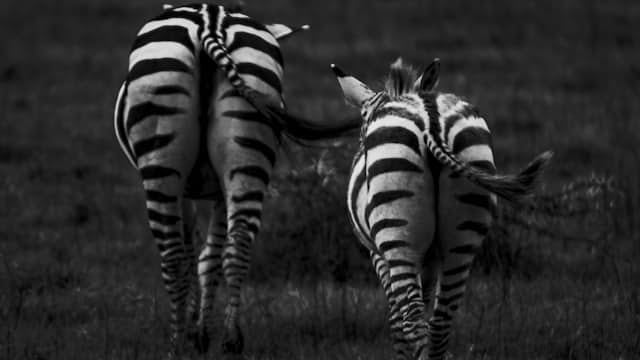 Zebra Steifen