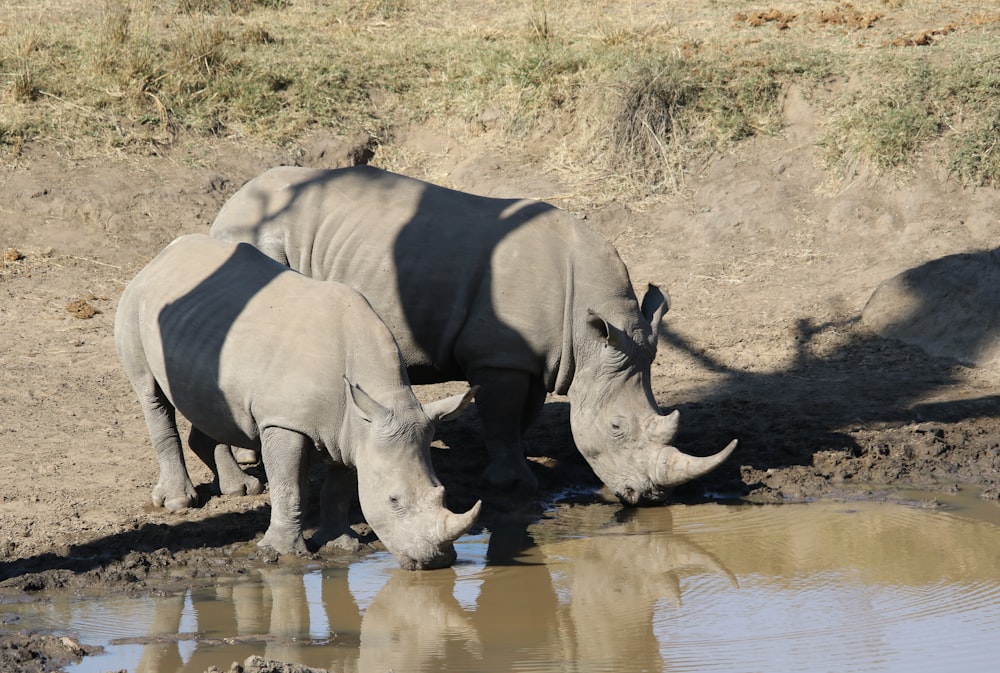 a couple of rhino standing next to each other