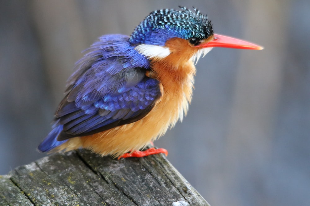 a colorful bird sitting on top of a piece of wood