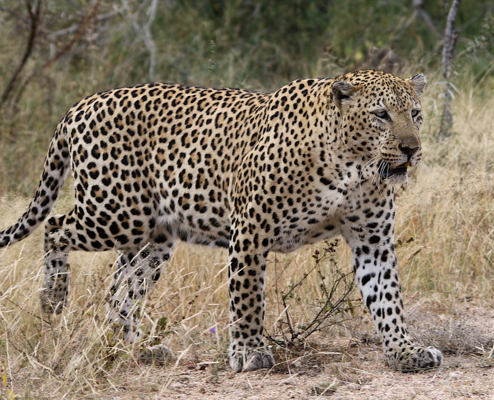 a large leopard standing in a dry grass field