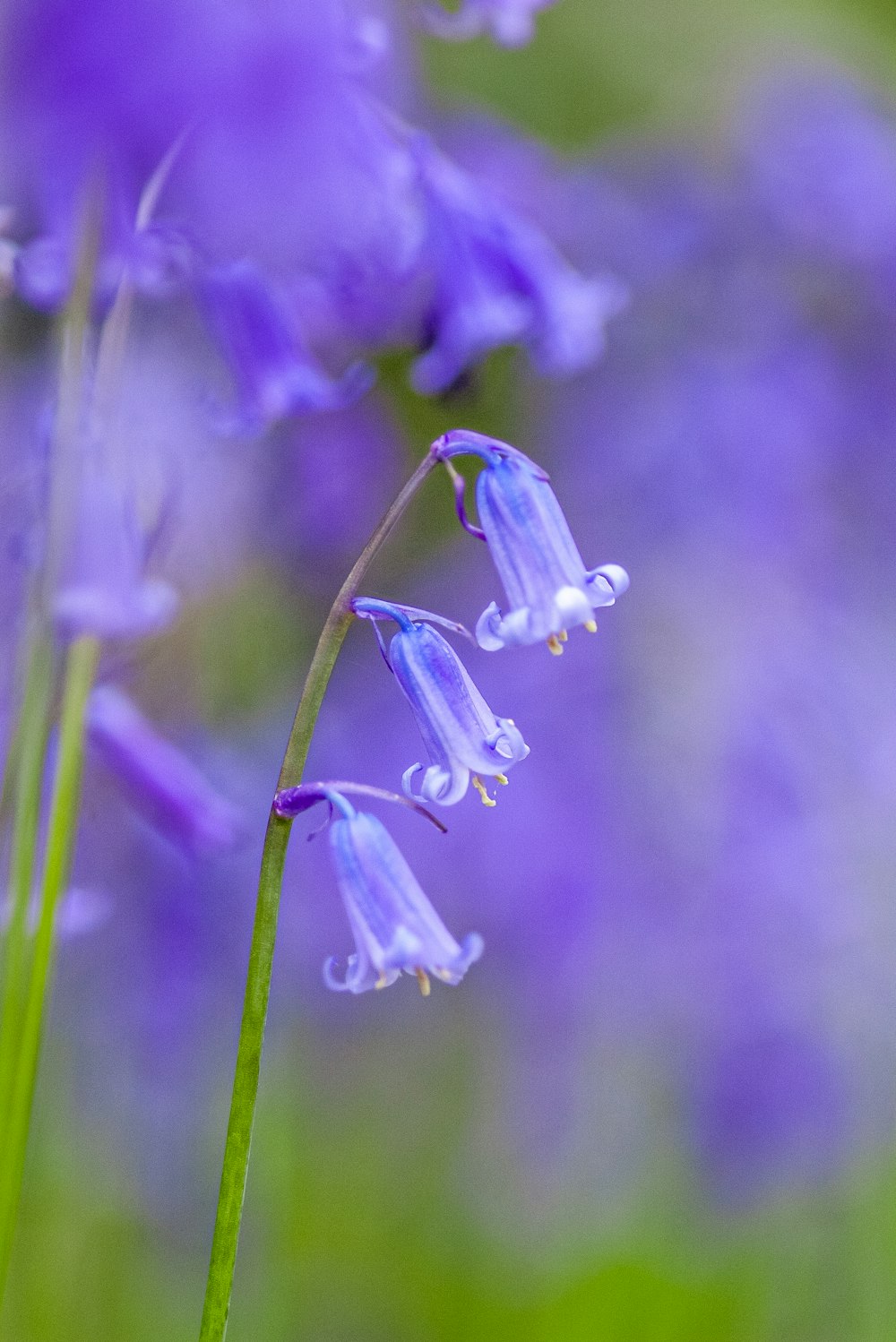 a close up of a flower with a blurry background