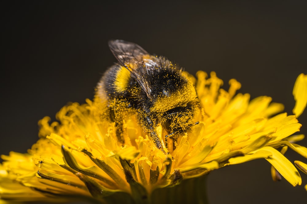 a close up of a bee on a yellow flower