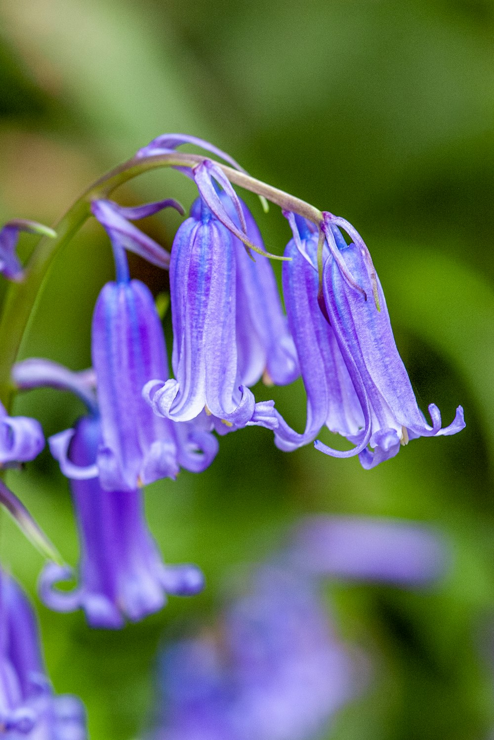 a close up of a purple flower with green leaves in the background