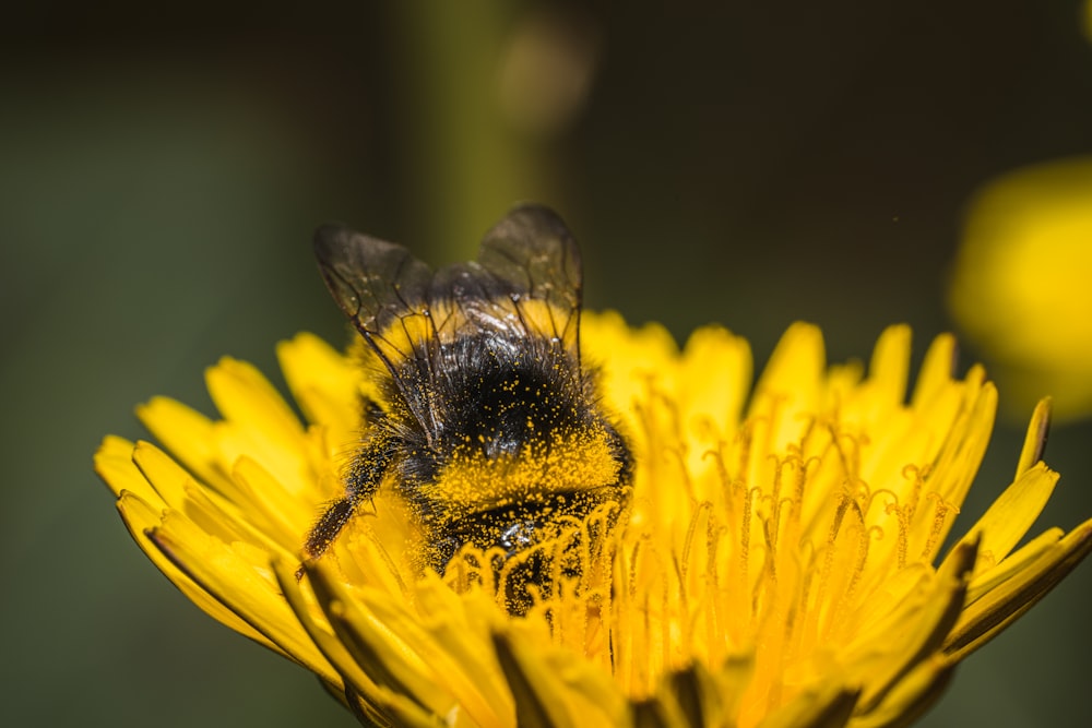 a bee is sitting on a yellow flower