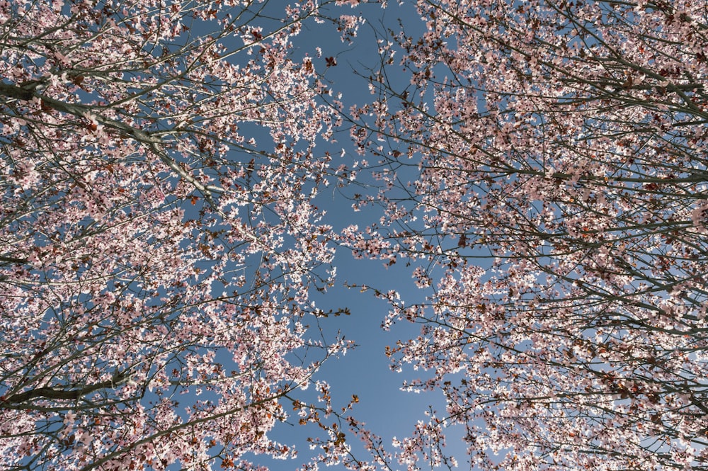 a group of trees with pink flowers on them