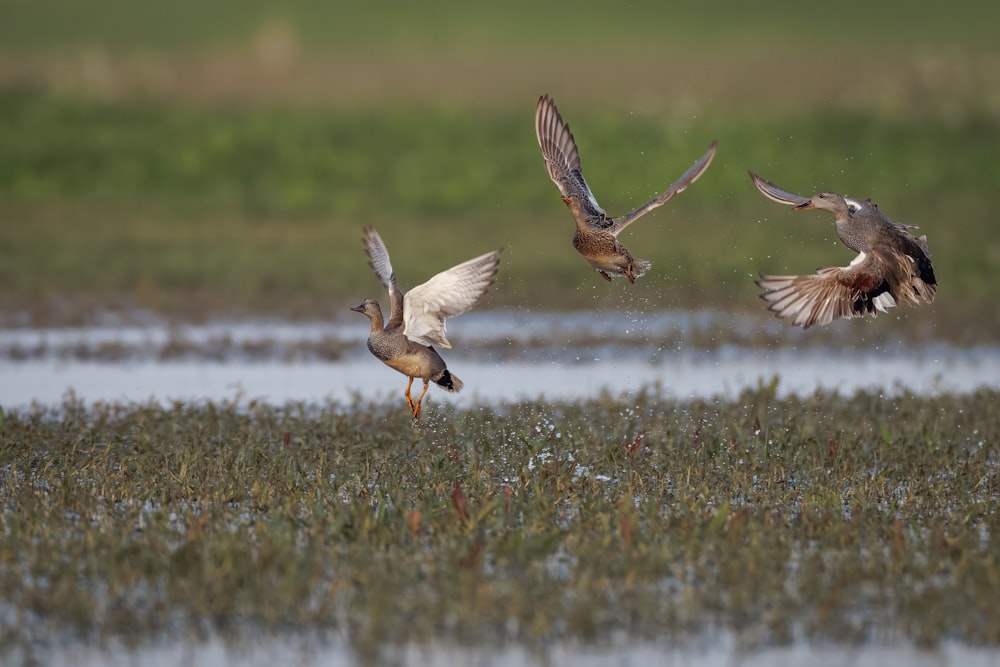 a group of birds that are flying in the air