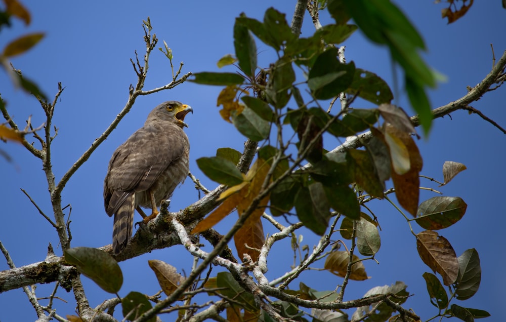 a bird perched on a tree branch with leaves