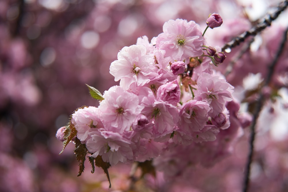 a close up of pink flowers on a tree