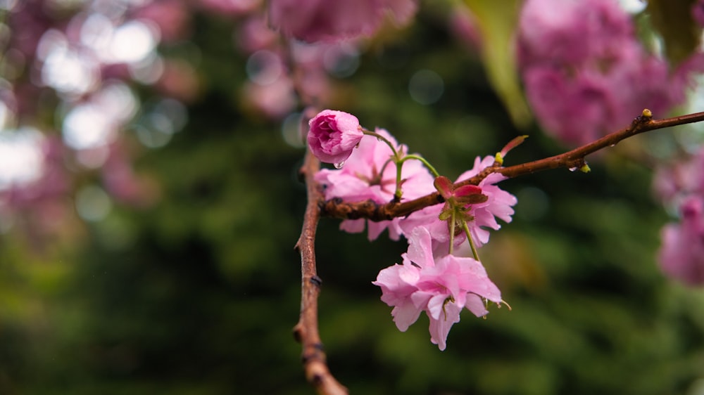 a branch of a tree with pink flowers