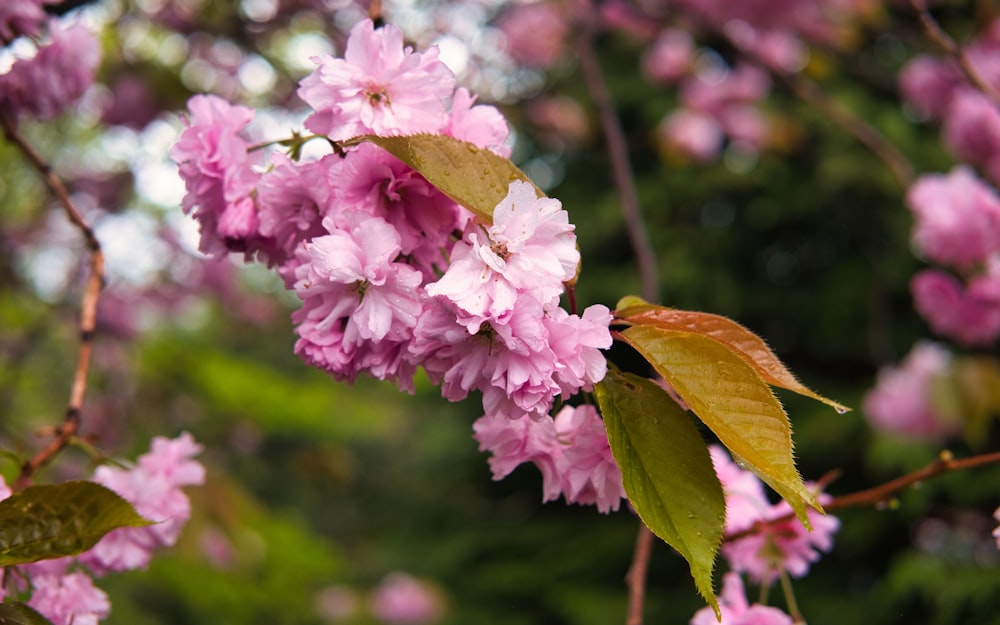 a branch of a tree with pink flowers