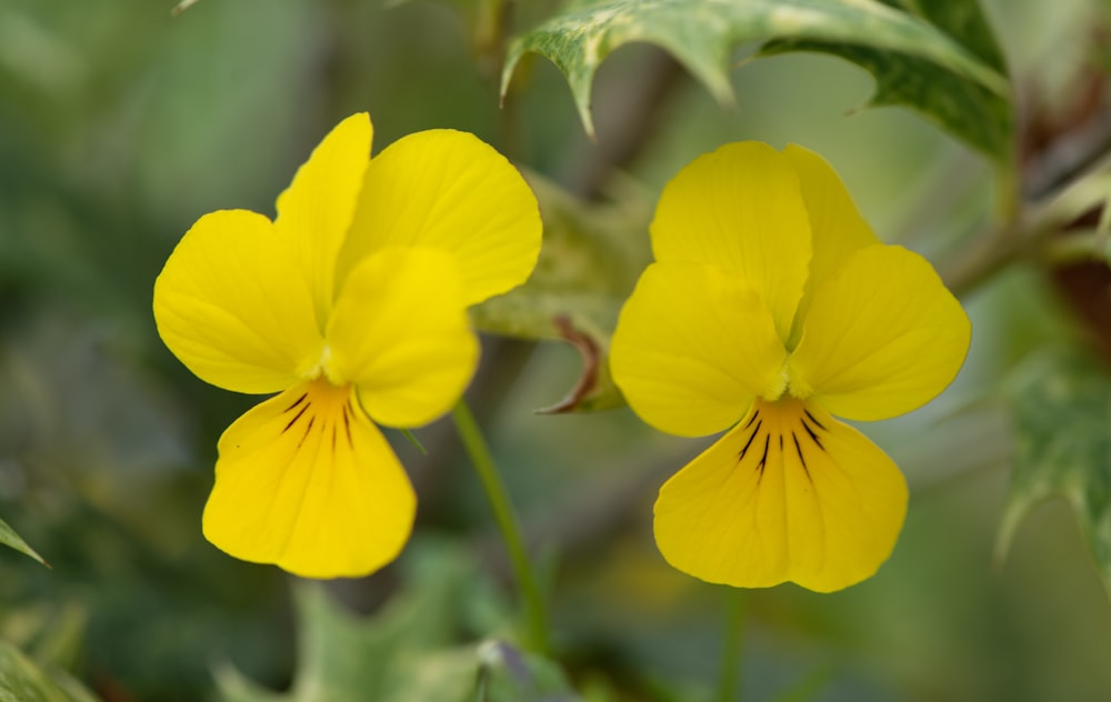 a close up of two yellow flowers on a plant