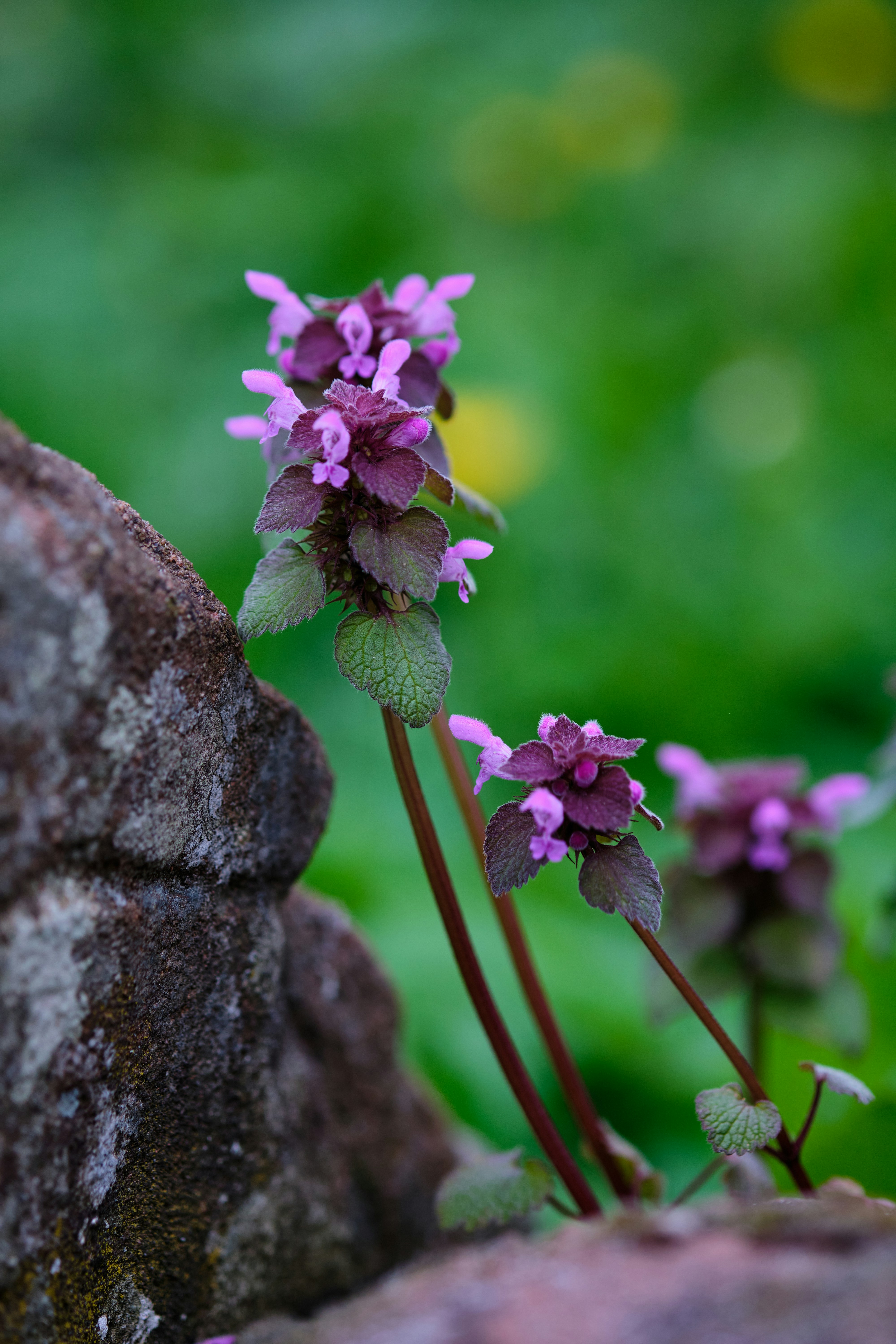 Purple flowers growing out of a stone wall photo – Free Penrith Image ...