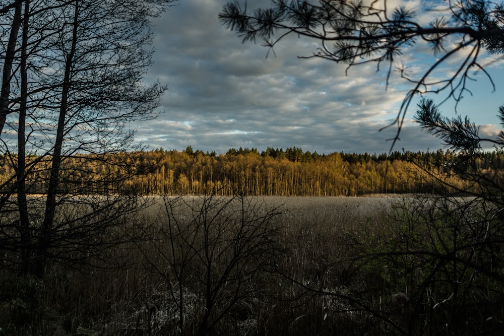 a field with trees and a sky filled with clouds