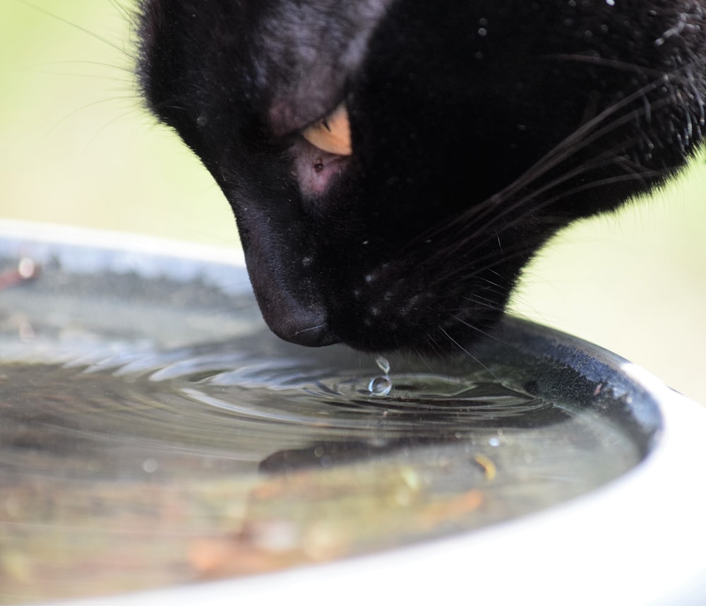a black cat drinking water from a metal bowl