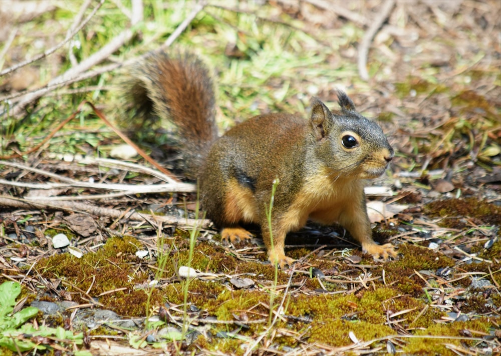 a squirrel is sitting on the ground in the woods