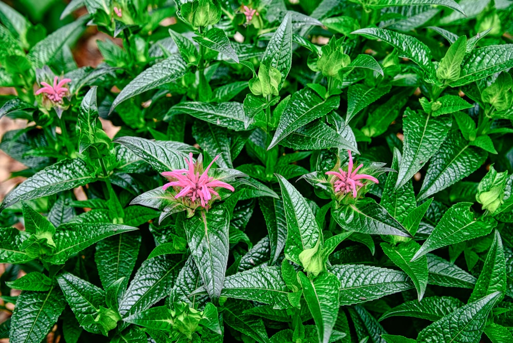 a plant with green leaves and pink flowers