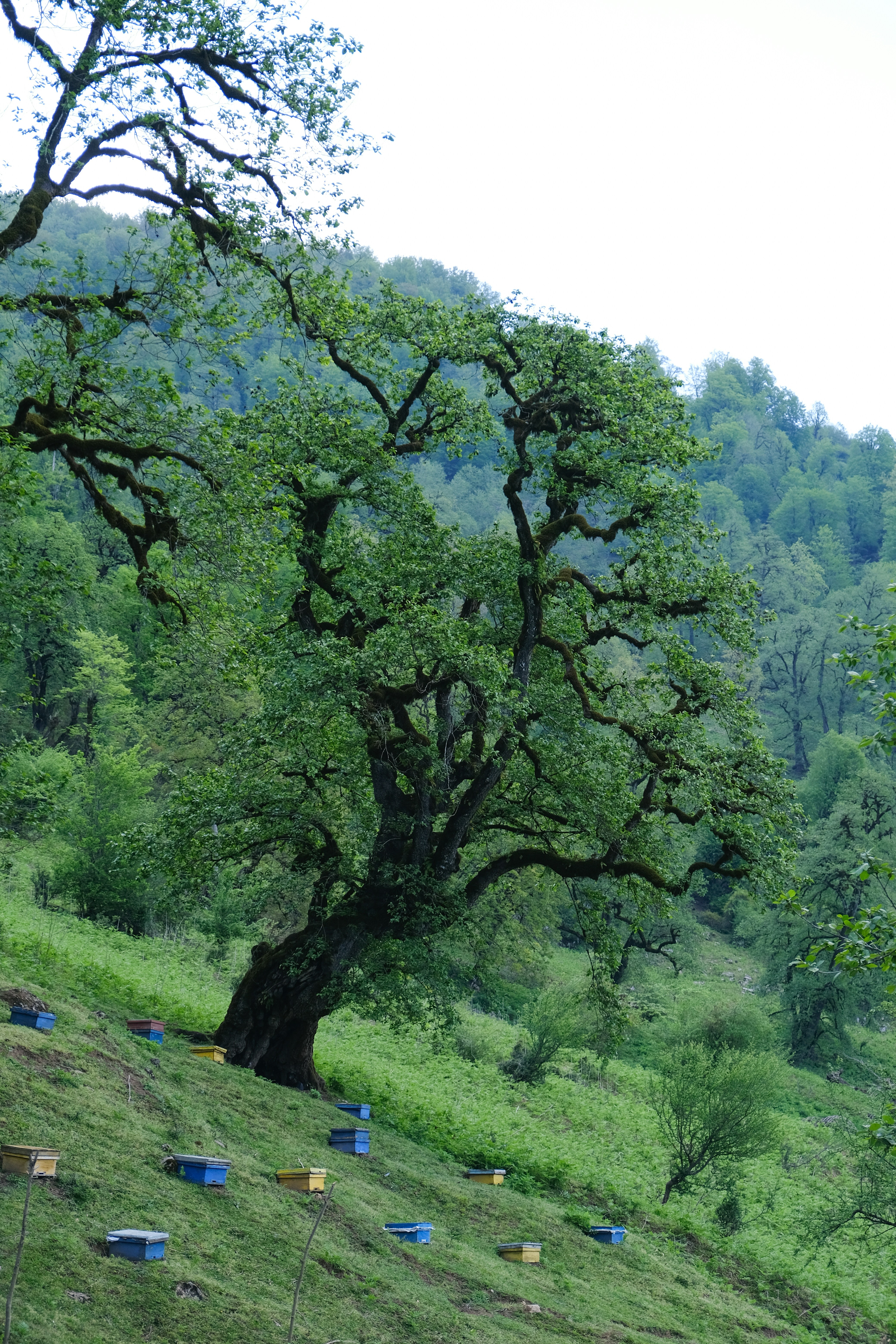 a large tree sitting on top of a lush green hillside