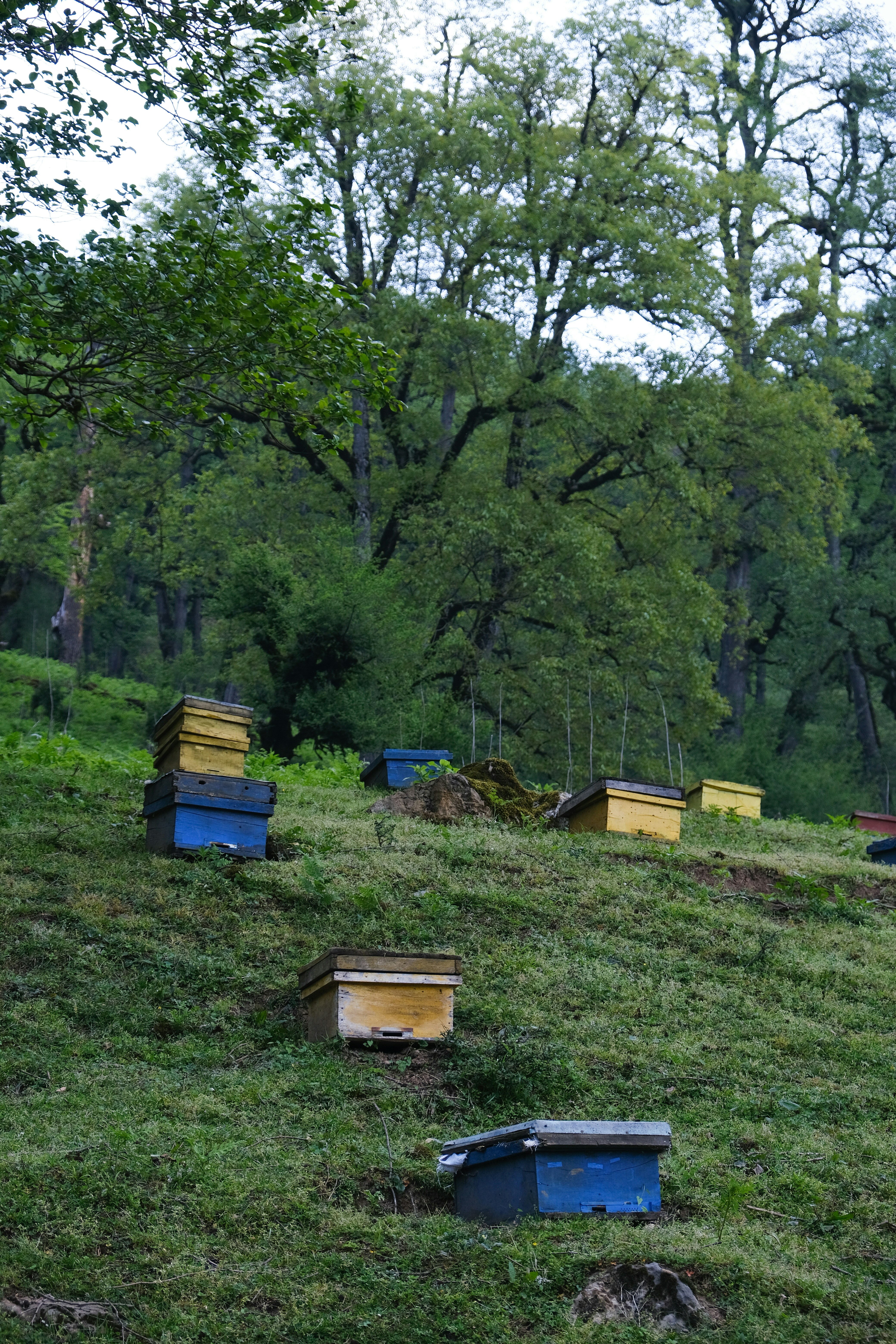 a group of beehives sitting on top of a lush green hillside