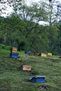 A series of colorful bee boxes are arranged on a lush, green hillside surrounded by dense forest. The boxes are primarily blue and yellow, and are scattered amid the grass and greenery. Tall trees with dense foliage create a natural backdrop, adding a sense of tranquility to the scene.