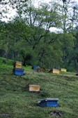 A series of colorful bee boxes are arranged on a lush, green hillside surrounded by dense forest. The boxes are primarily blue and yellow, and are scattered amid the grass and greenery. Tall trees with dense foliage create a natural backdrop, adding a sense of tranquility to the scene.
