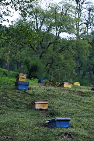 A series of colorful bee boxes are arranged on a lush, green hillside surrounded by dense forest. The boxes are primarily blue and yellow, and are scattered amid the grass and greenery. Tall trees with dense foliage create a natural backdrop, adding a sense of tranquility to the scene.