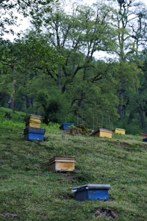 A series of colorful bee boxes are arranged on a lush, green hillside surrounded by dense forest. The boxes are primarily blue and yellow, and are scattered amid the grass and greenery. Tall trees with dense foliage create a natural backdrop, adding a sense of tranquility to the scene.