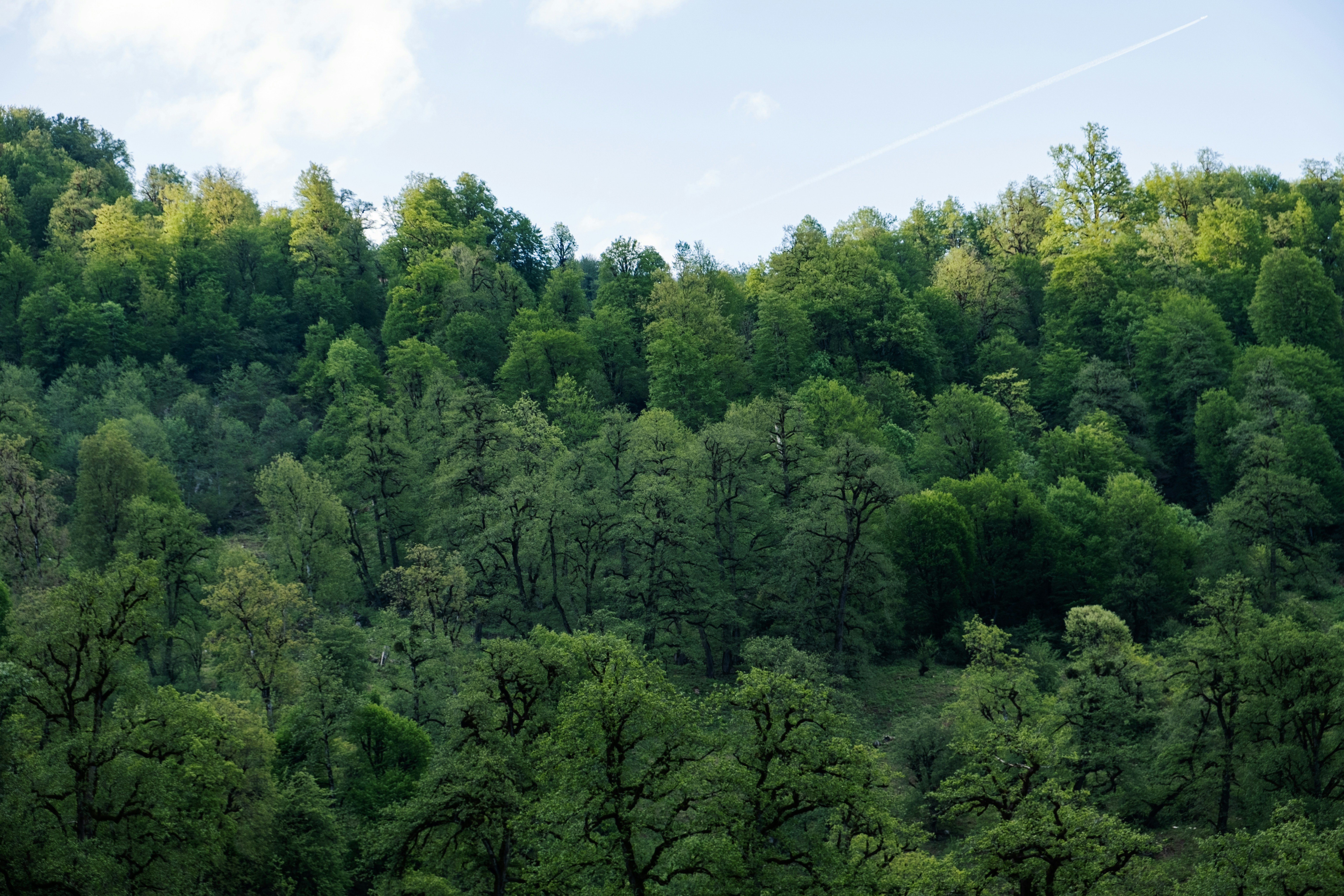 Photo by kouroshmohsenin