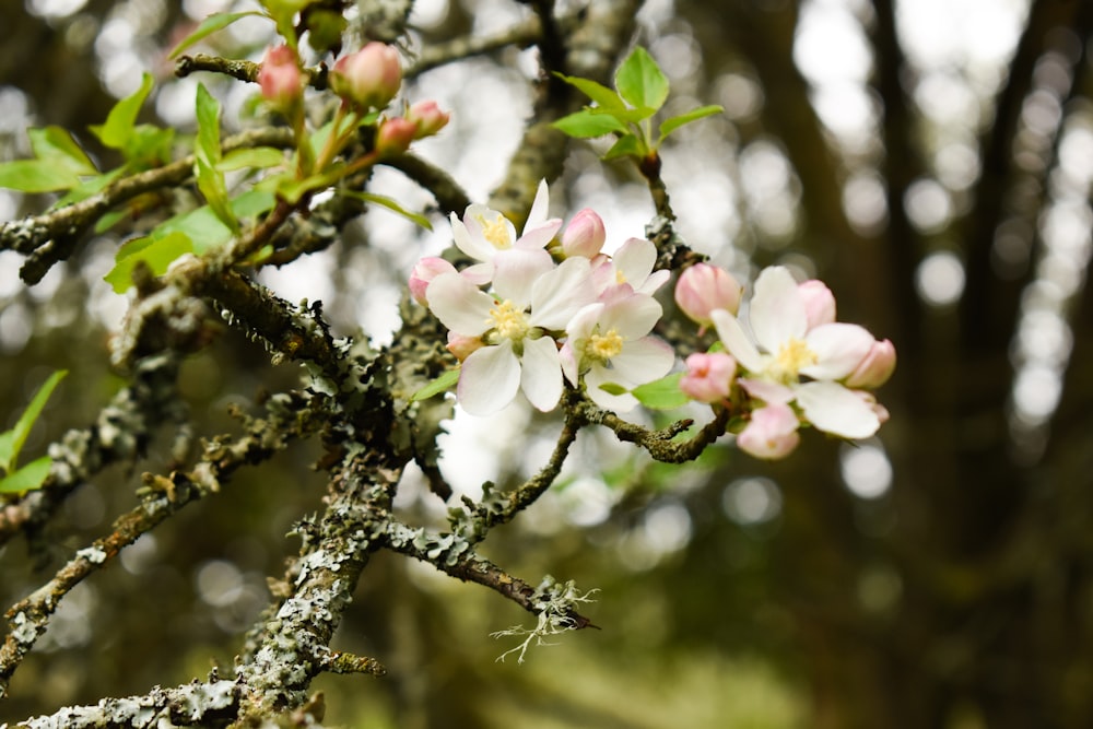 a branch of a flowering tree with white and pink flowers