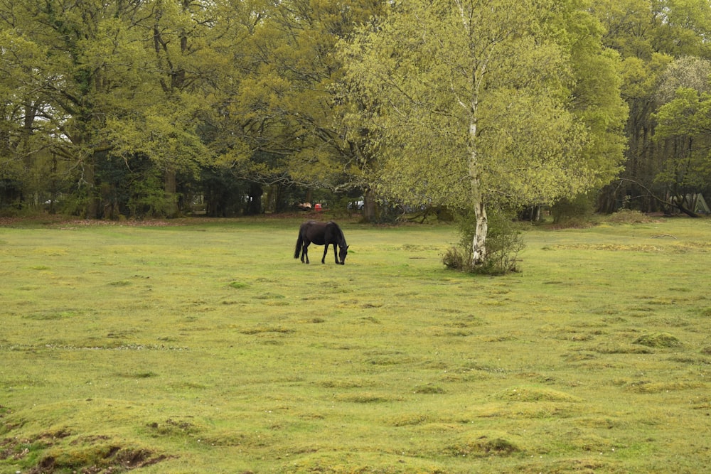 a horse grazing in a field with trees in the background