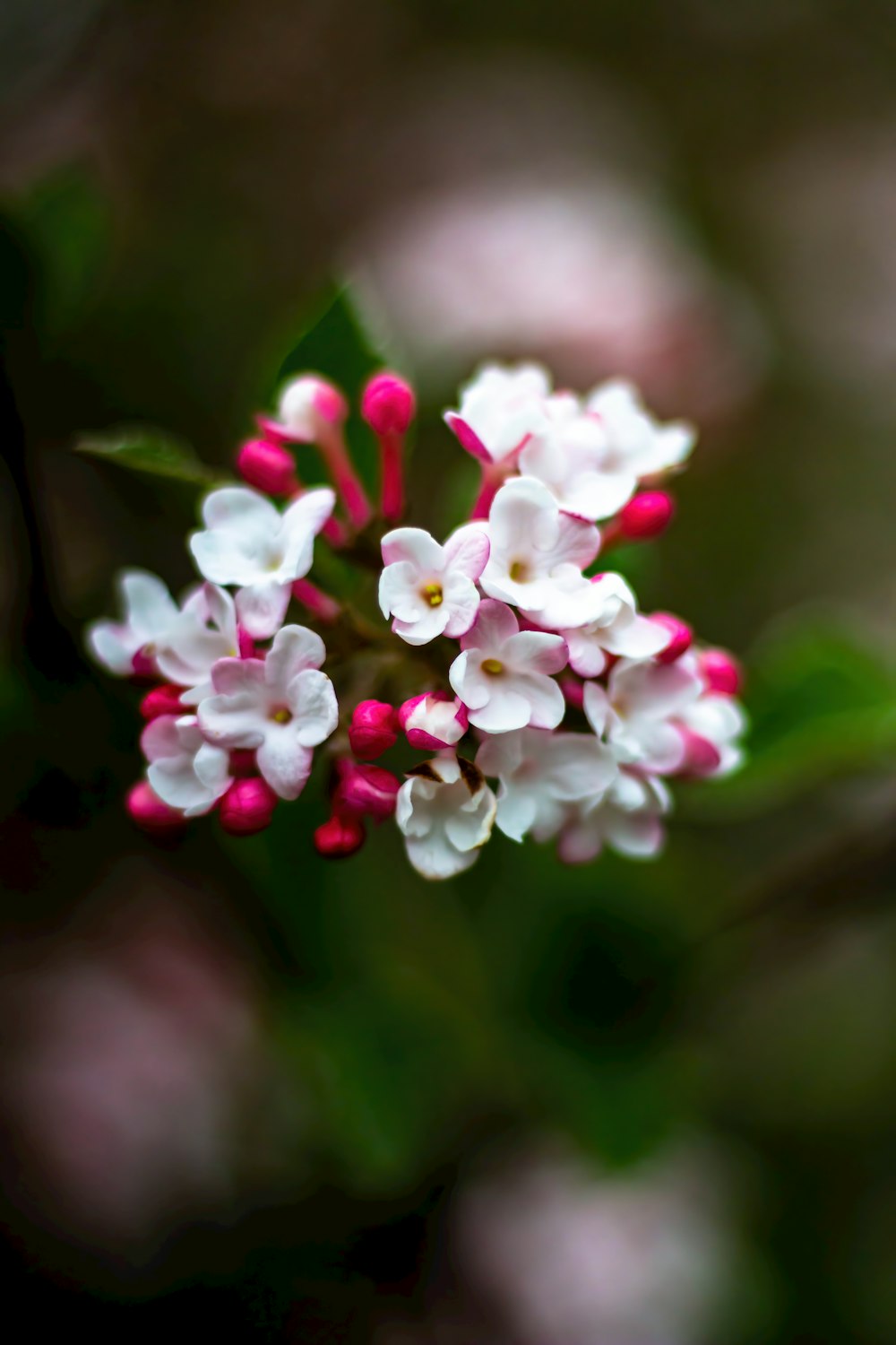 a bunch of white and pink flowers with green leaves