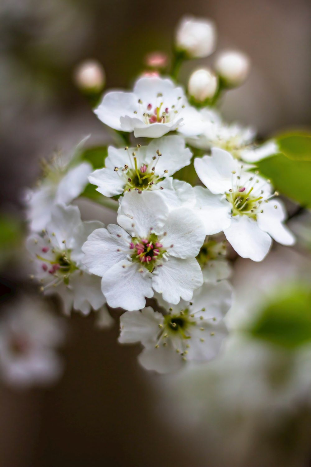 a bunch of white flowers that are on a tree