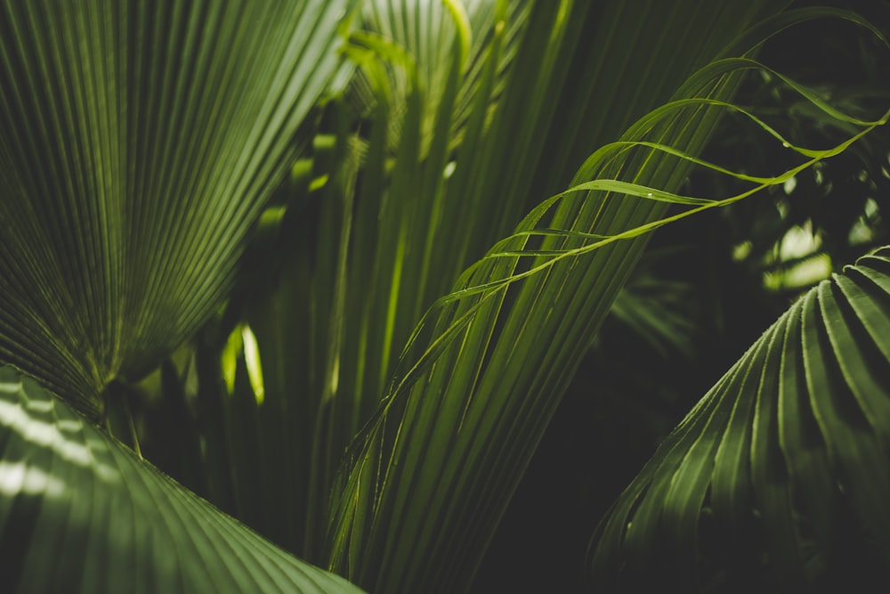 a close up of a green leafy plant