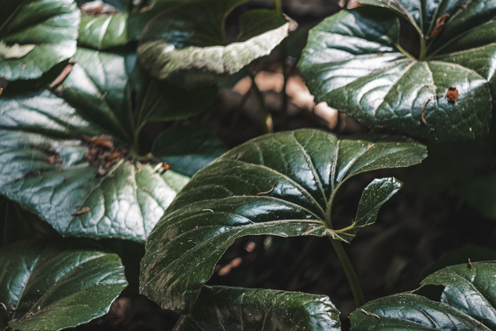 a close up of a green plant with leaves