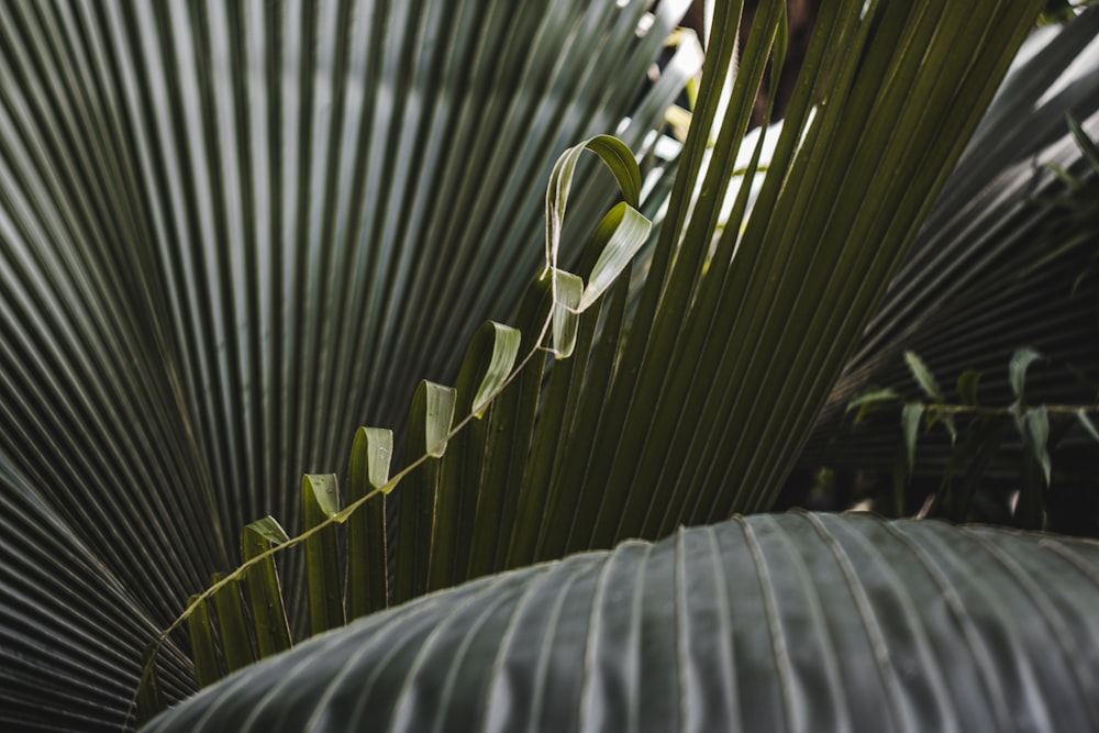 a close up of a green plant with leaves